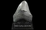 Serrated, Fossil Megalodon Tooth - Georgia #95549-1